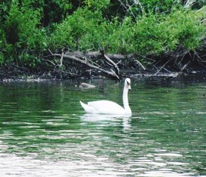 Bird flying over lake