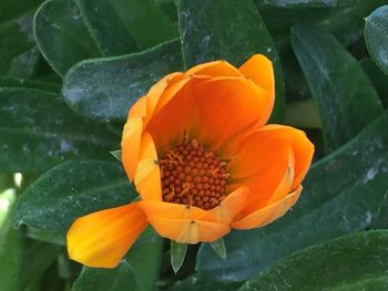 Close-up of orange flower blooming outdoors