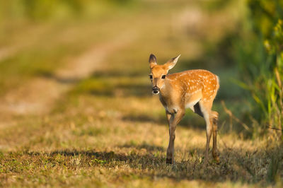 Deer on a field