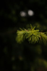 plant