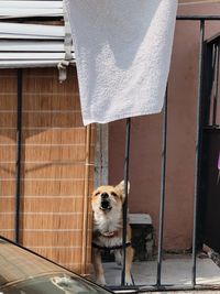 View of a dog looking away