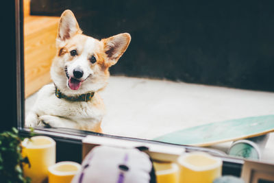 Funny corgi dog waiting for owner near at the windows.