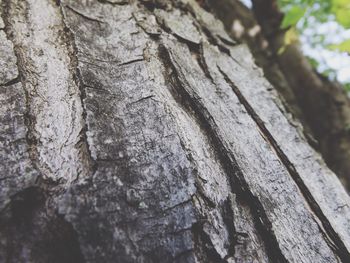 Close-up of tree trunk