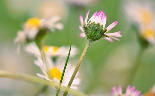 Close-up of pink flowers blooming outdoors