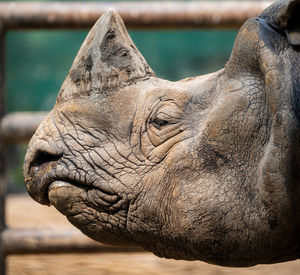 Close-up of horse in zoo