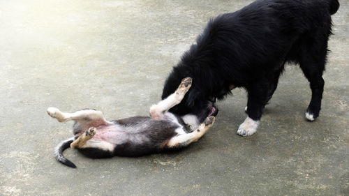 Two dog playing, cute dog with playing, animal friendly concept