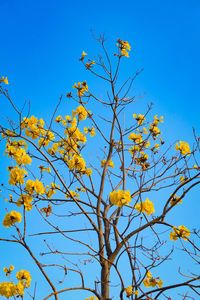 Low angle view of flowering plant against blue sky