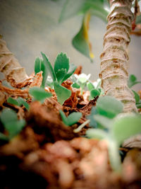 Close-up of plant growing on field