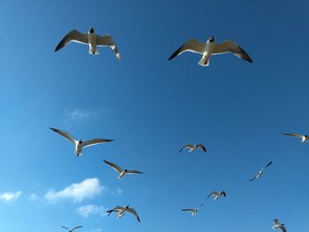 Low angle view of seagulls flying against clear blue sky