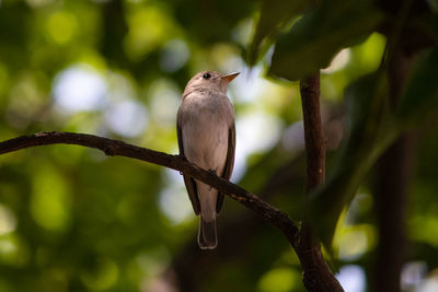 Close-up of bird perching on a tree