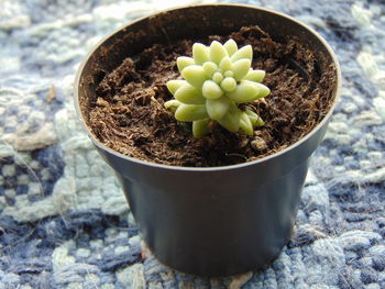 High angle view of potted plant