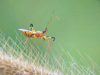 Close-up of assassin bug on grass