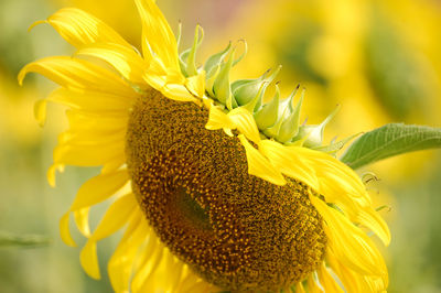 Close-up of sunflower