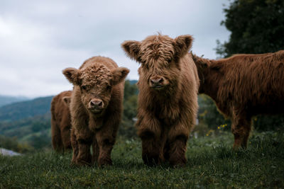 Close-up of highland cattle on field against sky