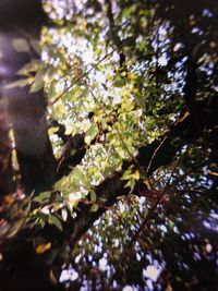 Low angle view of leaves on tree