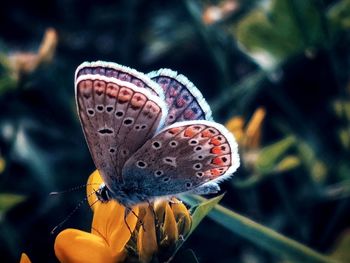 Close-up of butterfly pollinating on flower