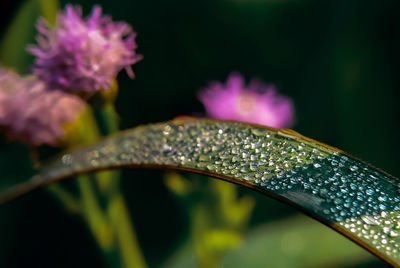 Close-up of wet purple flowering plant