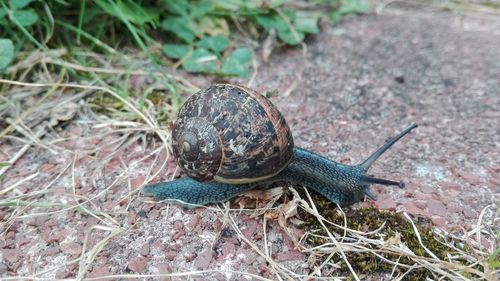 Close-up of snail on ground