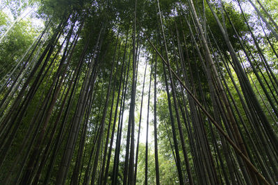 Low angle view of bamboo trees in forest