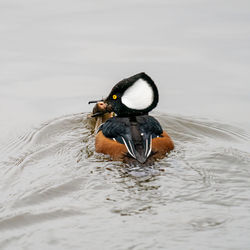 Duck swimming in a lake