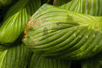 Hosta leaves