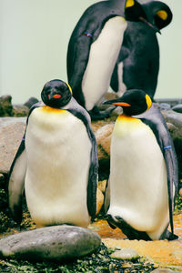 Close up of two penguins