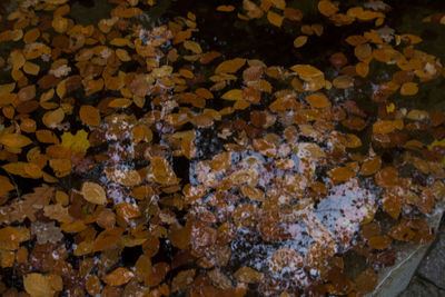 Full frame shot of autumn leaves