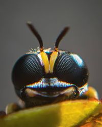 Close-up of an insect over colored background