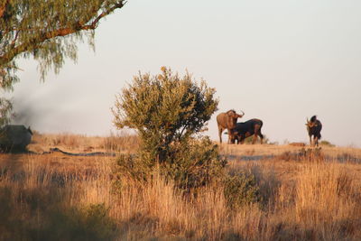 Horses in a field