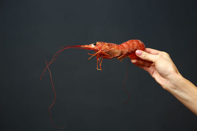 Cropped hand of woman holding plant against black background