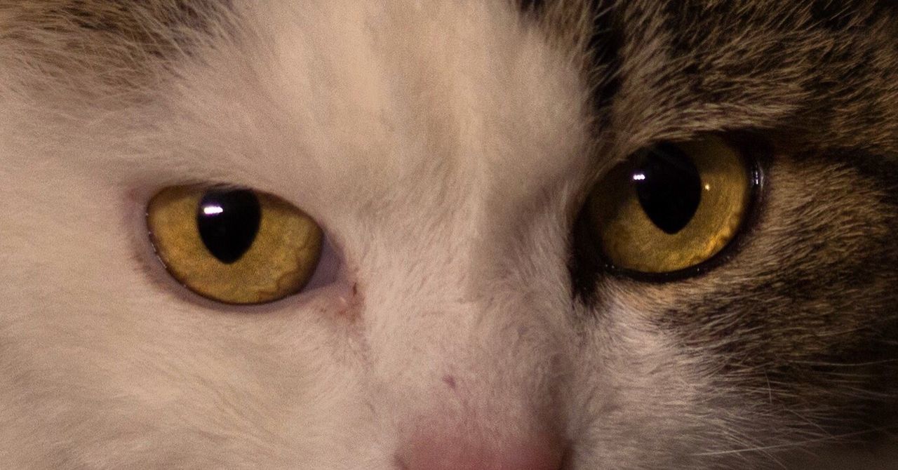 CLOSE-UP PORTRAIT OF CAT WITH BLUE EYES