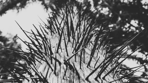 Close-up of snow on field against sky