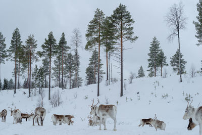 Panoramic view of reindeer on snow covered field