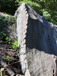 Plants growing on old wall of house