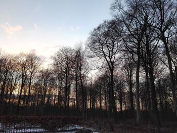 Bare trees in forest during winter