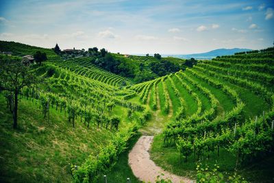 Scenic view of agricultural field against sky