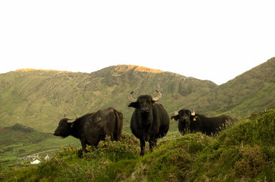 Cows in a field