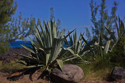 Close-up of plants against blue sky