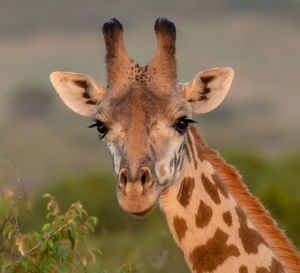 Close-up portrait of giraffe