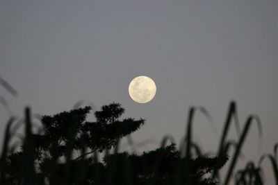 Low angle view of moon in sky