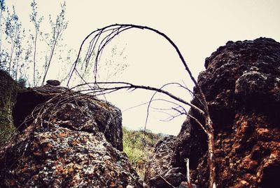 Close-up low angle view of tree against sky