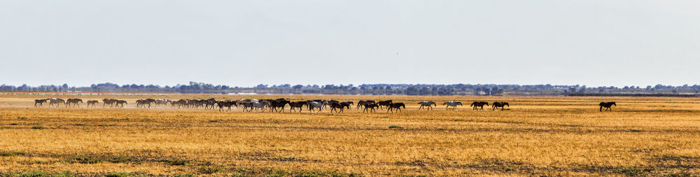 Horses in a field