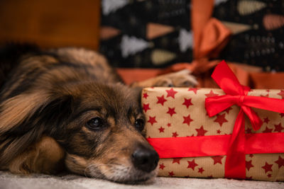 Close-up of dog