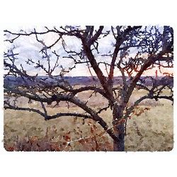 bare tree