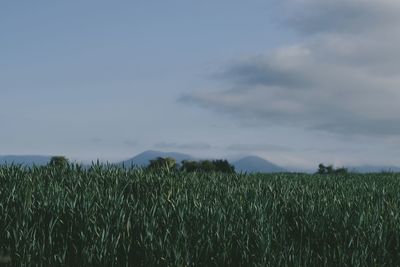 Scenic view of wheat field against sky