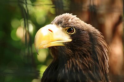 Close-up of stellers sea eagle