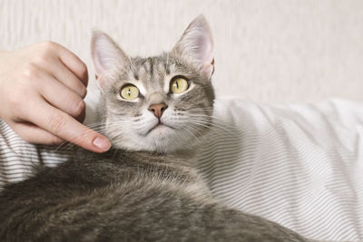 Close-up portrait of tabby cat