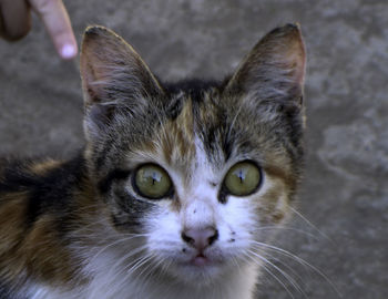 Close-up portrait of cat