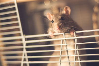 Portrait of pet rat in cage