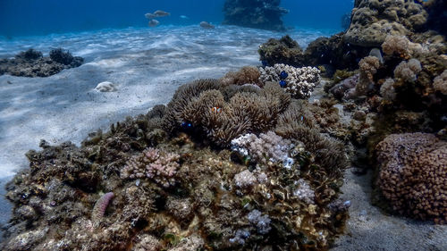View of coral in sea